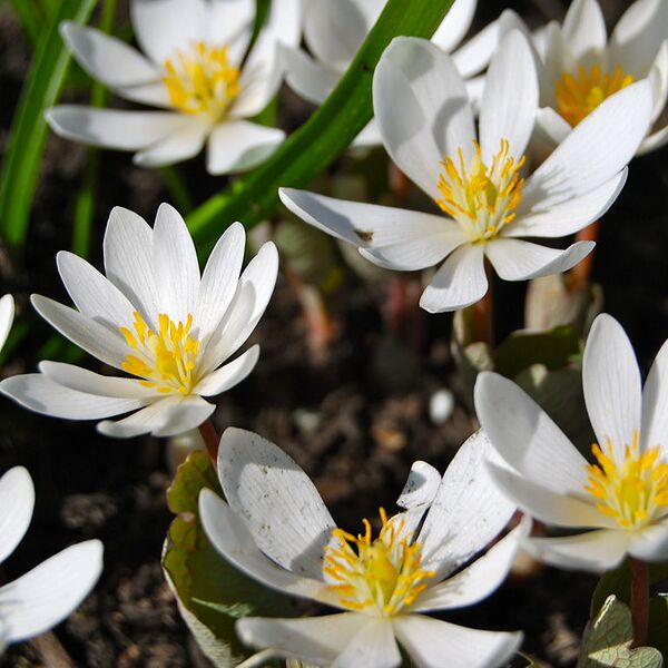 File:768px-Bloodroot (Sanguinaria canadensis).jpeg