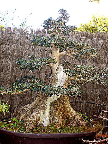 File:768px-Olivera bonsai.jpg
