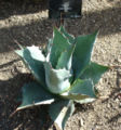 Agave wislizeni (syn. Agave parrasana)