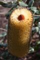 A dwarf form of B. media (Southern Plains Banksia)