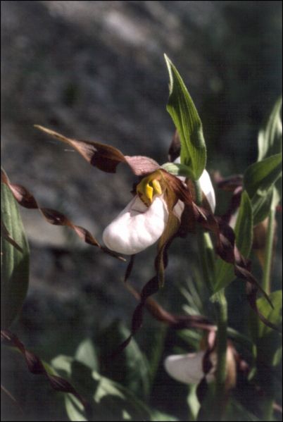 File:Cypripedium montanum a.jpg