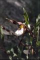 Mountain Lady's Slipper