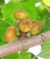 Fig of Bengal locally called Dumur