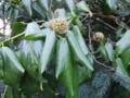 Hedera colchica flowers