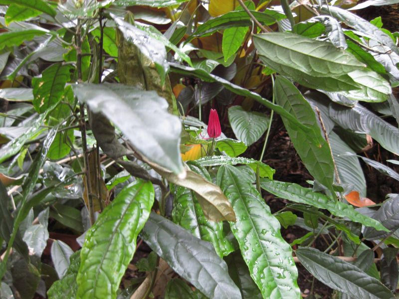 File:IMG 1081 bbg09.jpg