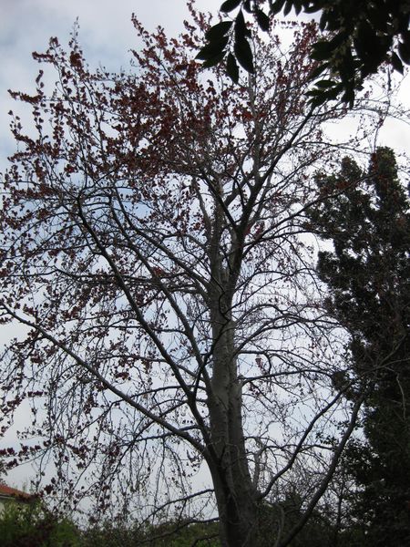 File:IMG 5211 hunt0904.jpg