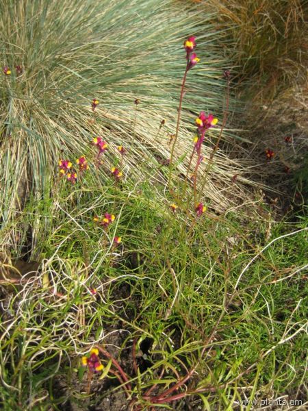 File:Linaria reticulata-velvet red-IMG 7343 sfbg0308.jpg