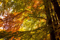 Tilia foliage in autumn colors from Ekoparken in Stockholm.