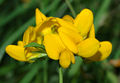 Thumbnail for version as of 04:33, 15 June 2007