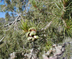 Mexican Pinyon in Big Bend National Park, Texas