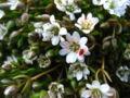 Thumbnail for version as of 05:16, 19 August 2007