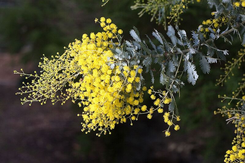 File:1024px-Acacia dealbata AF.jpg