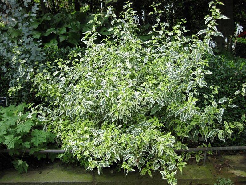 File:1024px-IMG 0732 bbg09.jpg