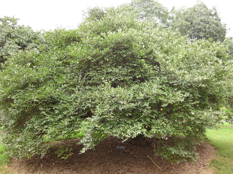 File:1024px-IMG 1369 bbg09.jpg