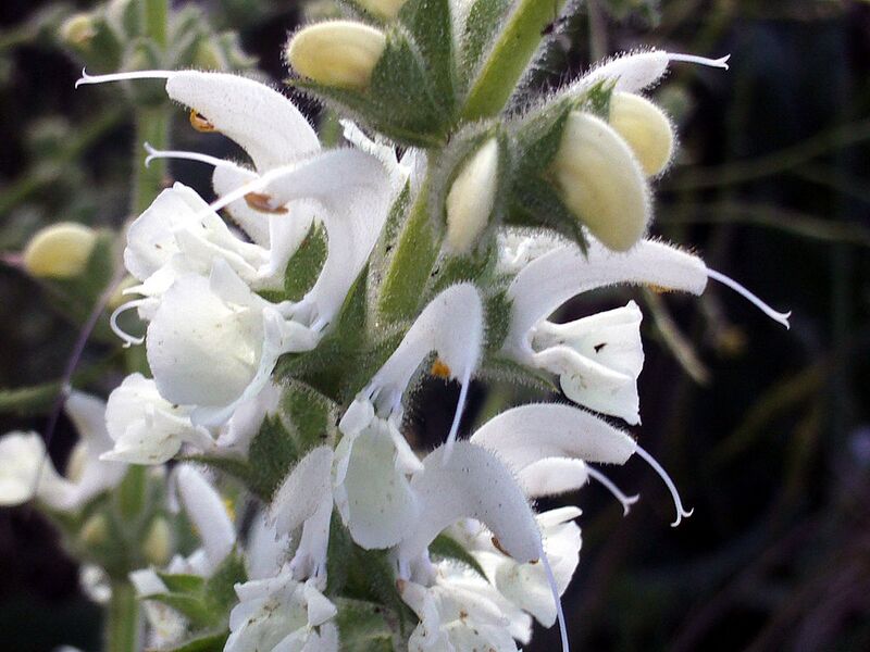 File:1024px-Salvia argentea 14May2009 FlowersCloseup CampoCalatrava.jpg