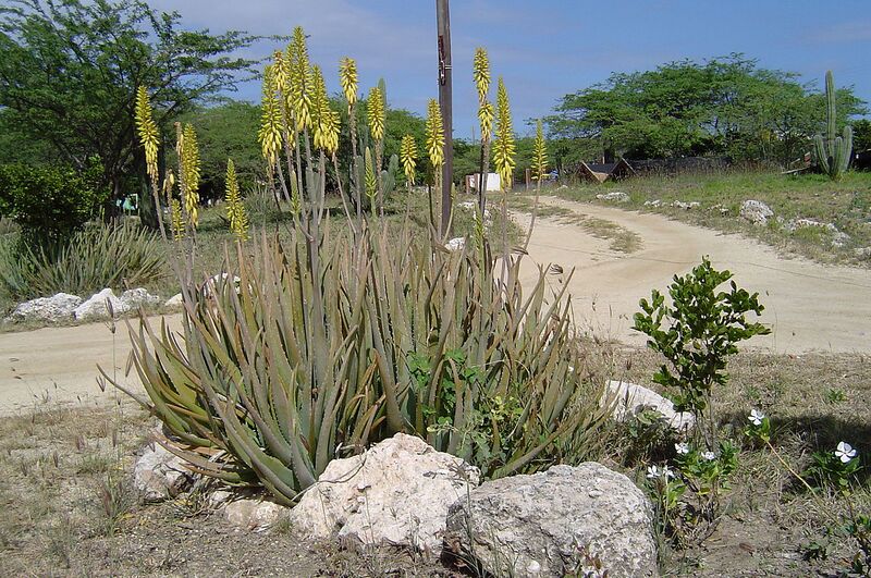 File:1280px-Aloe vera in Aruba.jpg