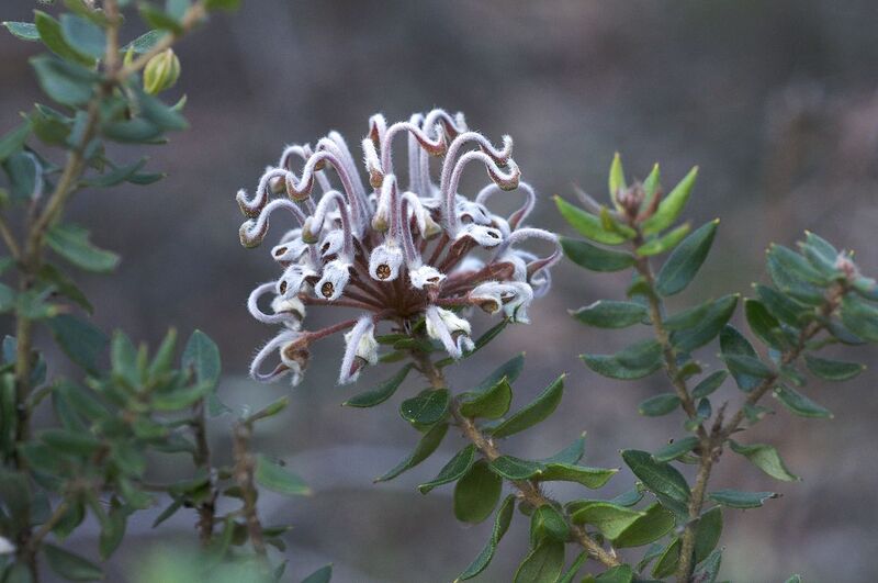 File:1280px-Grevillea buxifolia.jpg
