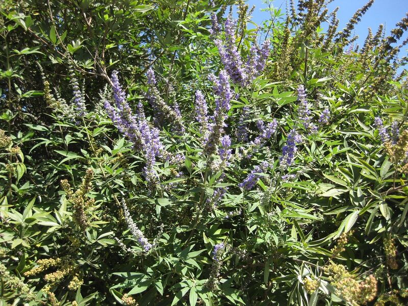 File:1280px-IMG 1692 hunt09oct.jpg