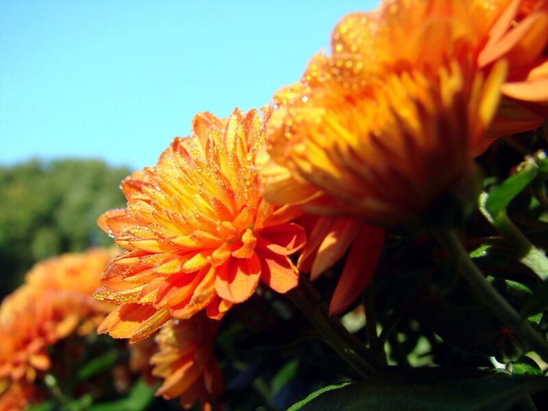 File:1280px-Orange chrysanthemums with dew-227.jpg