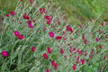 Thumbnail for version as of 02:31, 21 February 2010