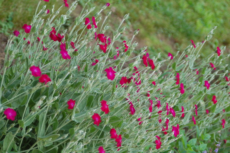 File:2009 6-2 Rose campion 75.JPG