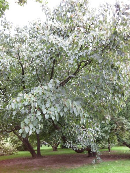 File:576px-IMG 1351 bbg09.jpg