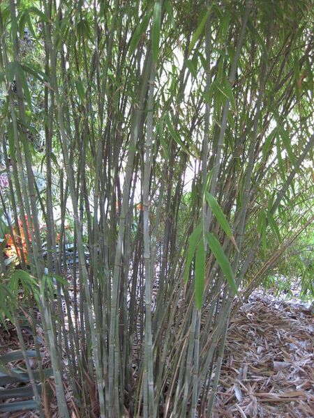 File:576px-IMG 4197 hunt0904.jpg