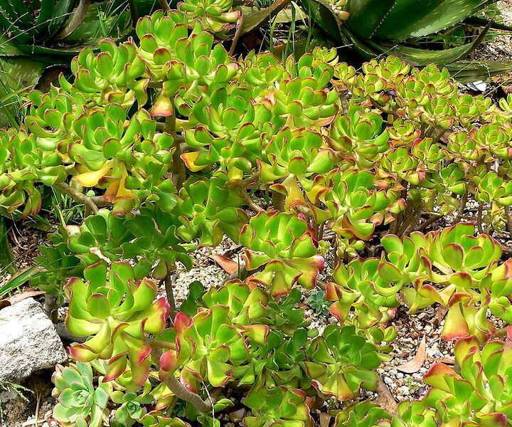 File:922px-Sedum dendroideum 1.jpg