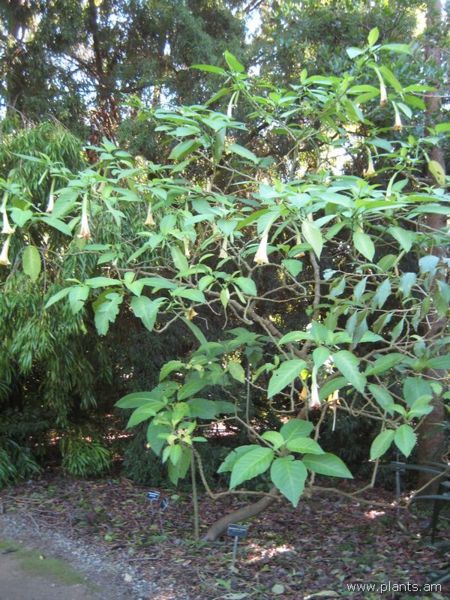 File:Brugmansia insignis-jean pasko-IMG 7060 sfbg0308.jpg