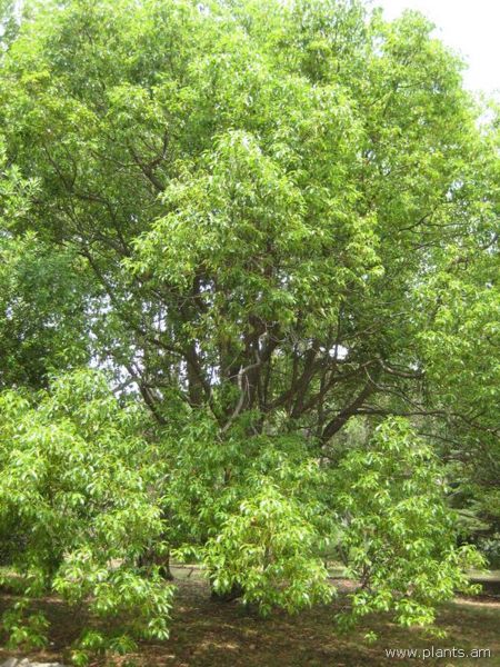 File:Cinnamomum camphora-IMG 3098 lokrun.jpg