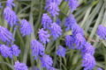 Cultivated grape hyacinths growing in Cambridge Massachusetts, USA.