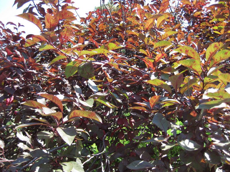 File:IMG 0023 nybg09.jpg