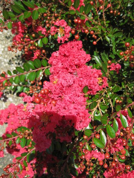 File:IMG 0285 nybg09.jpg