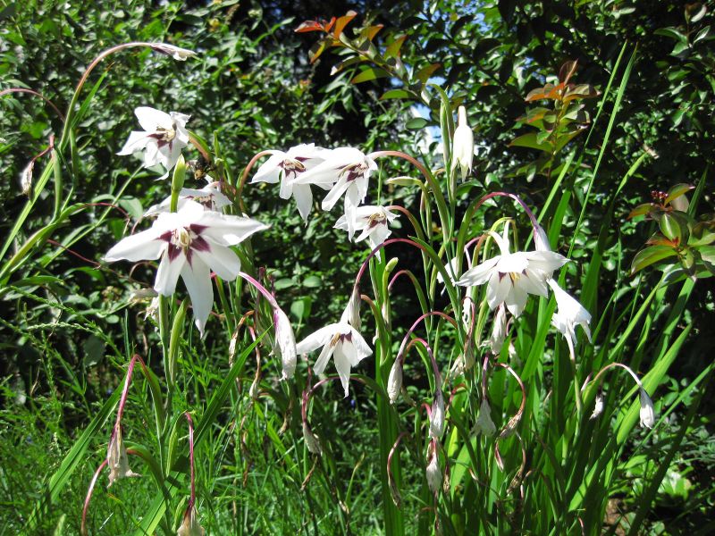 File:IMG 0321 nybg09.jpg