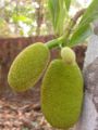 Young jackfruit