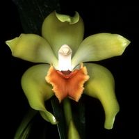 Ida (syn. Lycaste) cinnabarina