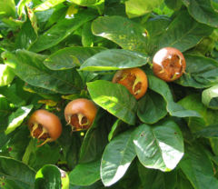Common Medlar foliage and fruit