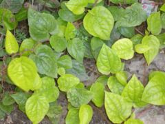 A Piper betle plant