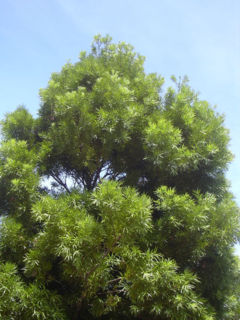 Podocarpus neriifolius