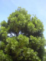 Podocarpus