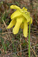 Thumbnail for version as of 09:15, 29 April 2025