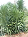 Thumbnail for version as of 23:48, 12 March 2009