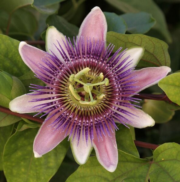 File:1011px-Flower jtca002.jpg