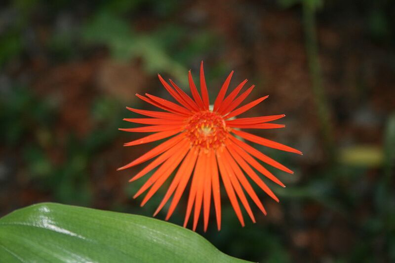 File:1024px-BarbertonDaisy.jpg