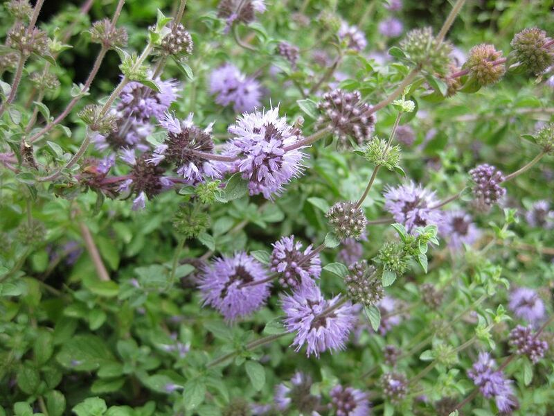 File:1024px-Gardenology.org-IMG 2751 rbgs11jan.jpg