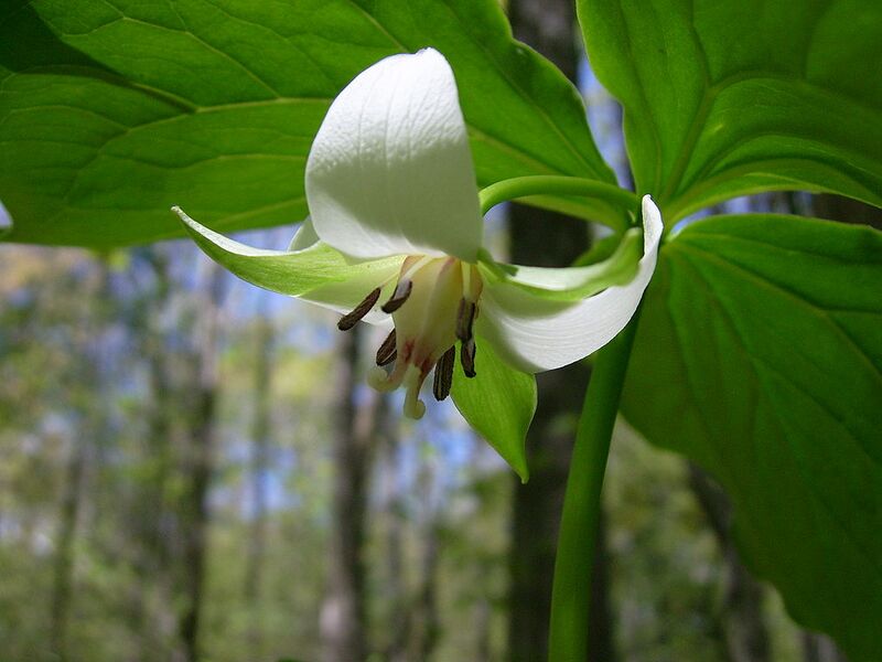 File:1024px-Nodding trillium flower -SC woodlot- 3.JPG