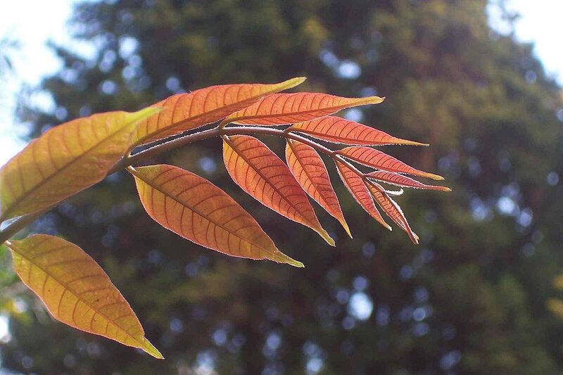 File:1024px-Toona ciliata - red leaves.JPG