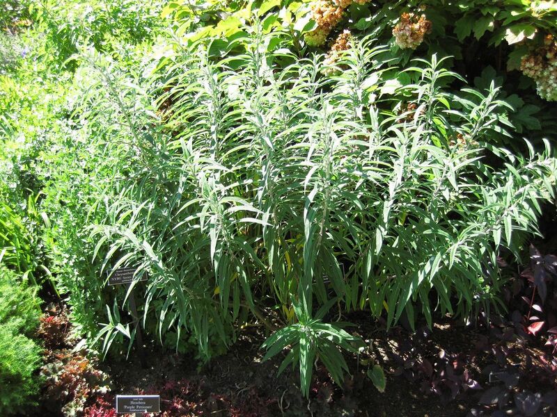 File:1280px-IMG 0106 nybg09.jpg