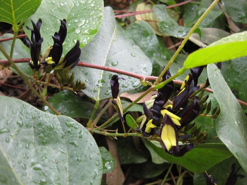 File:1280px-IMG 4668 hunt0904.jpg