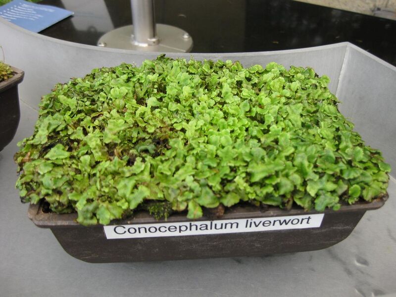 File:1280px-IMG 7544 hunt09jun.jpg